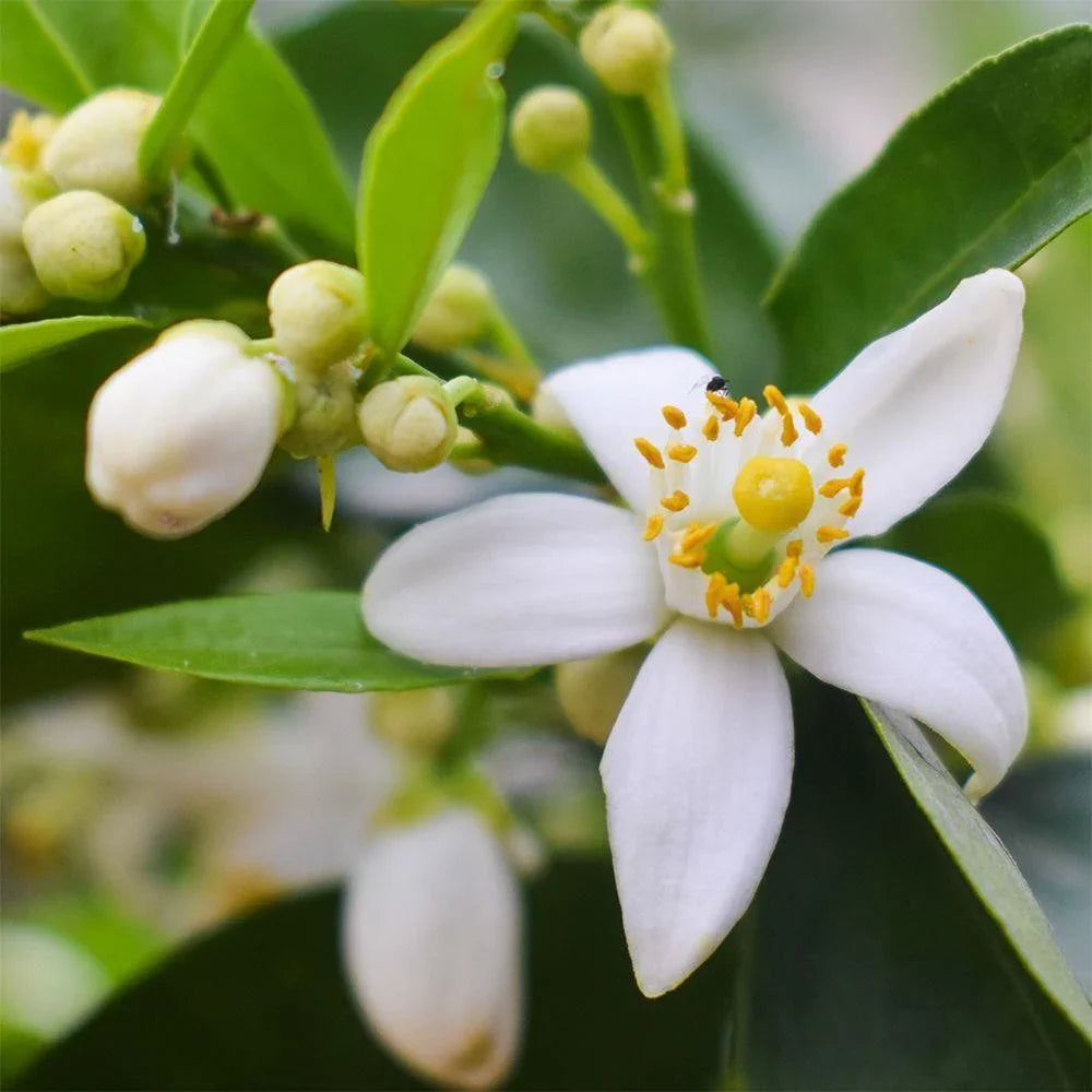 Neroli: The Gentle Floral Powerhouse for Calm, Radiant Skin in 2026