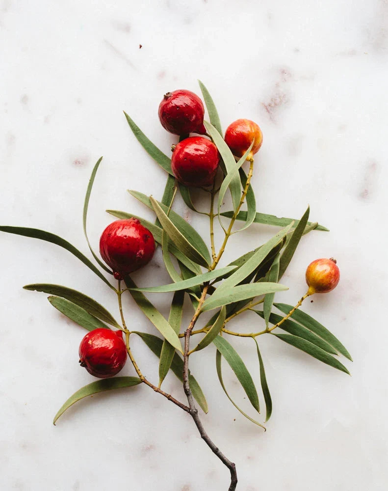 Quandong: The Ancient Australian Desert Botanical Your Skincare Ritual Is Missing