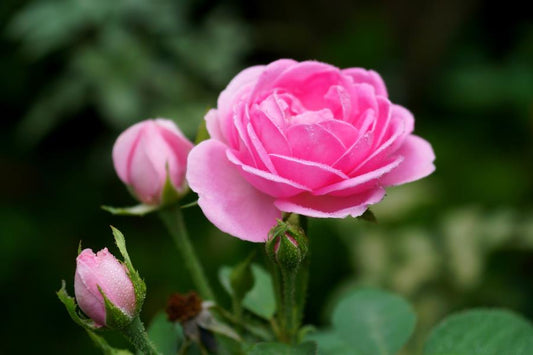 Rose Damascena: The Luxurious Anti-Aging Bloom for Calm, Timeless Skin in 2026